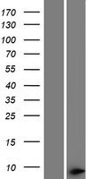 THAP1 Human Over-expression Lysate