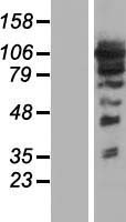 ARHGEF1 Human Over-expression Lysate