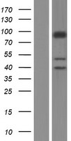SLC26A5 Human Over-expression Lysate