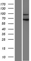 C18orf34 (CCDC178) Human Over-expression Lysate