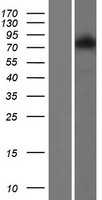 Transglutaminase 6 (TGM6) Human Over-expression Lysate
