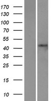 STAC2 Human Over-expression Lysate