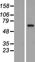 SYT10 Human Over-expression Lysate