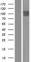 ARHGEF1 Human Over-expression Lysate