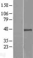 BRCC45 (BRE) Human Over-expression Lysate