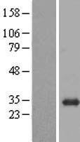 BPGM Human Over-expression Lysate