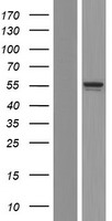 ADSS1 Human Over-expression Lysate