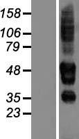 SERINC3 Human Over-expression Lysate