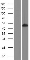 SYT homolog 1 (SS18L1) Human Over-expression Lysate