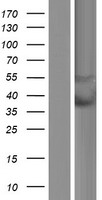 PYHIN1 Human Over-expression Lysate