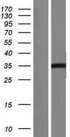 C1orf183 (FAM212B) Human Over-expression Lysate