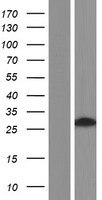 TRIM73 Human Over-expression Lysate