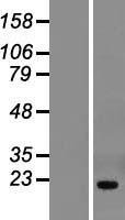 THYN1 Human Over-expression Lysate