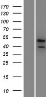 PRR19 Human Over-expression Lysate