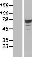 SH3D20 (ARHGAP27) Human Over-expression Lysate