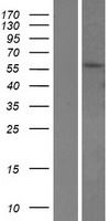 TPTE Human Over-expression Lysate