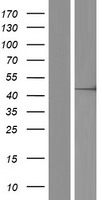 DDX47 Human Over-expression Lysate