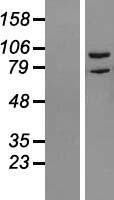 RIPK5 (DSTYK) Human Over-expression Lysate