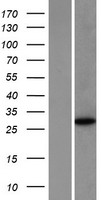 NANOS1 Human Over-expression Lysate