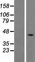 5HT4 Receptor (HTR4) Human Over-expression Lysate