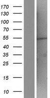 ZNF365 Human Over-expression Lysate