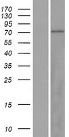ZNF334 Human Over-expression Lysate