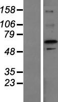 ZFP64 Human Over-expression Lysate