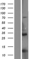 PRC1 Human Over-expression Lysate