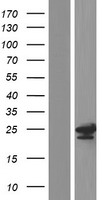 TPD52L2 Human Over-expression Lysate