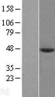 PRELP Human Over-expression Lysate