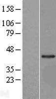 LRRC23 Human Over-expression Lysate