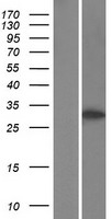 TCF7 Human Over-expression Lysate