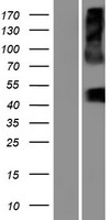 SLC16A13 Human Over-expression Lysate