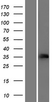 CD32 (FCGR2C) Human Over-expression Lysate