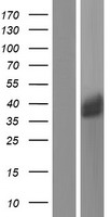 Galectin 8 (LGALS8) Human Over-expression Lysate