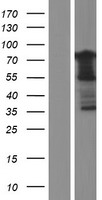 GPR56 (ADGRG1) Human Over-expression Lysate