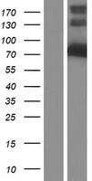 KLC4 Human Over-expression Lysate