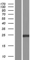 RAB5C Human Over-expression Lysate