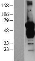 Growth Arrest Specific Protein 7 (GAS7) Human Over-expression Lysate