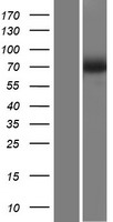 SLC23A2 Human Over-expression Lysate