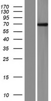 FBXO33 Human Over-expression Lysate