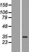 38261(POU5F1) Human Over-expression Lysate