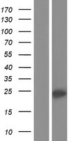 Repulsive Guidance Molecule C (HFE2) Human Over-expression Lysate