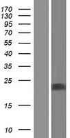 UBL4B Human Over-expression Lysate