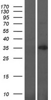 MBLAC1 Human Over-expression Lysate
