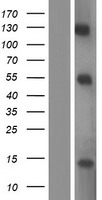 E2F7 Human Over-expression Lysate