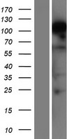 RBM12B Human Over-expression Lysate