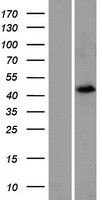 FOXD4L2 (FOXD4L4) Human Over-expression Lysate