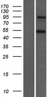 CTAGE5 (MIA2) Human Over-expression Lysate