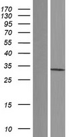 PSMG1 Human Over-expression Lysate